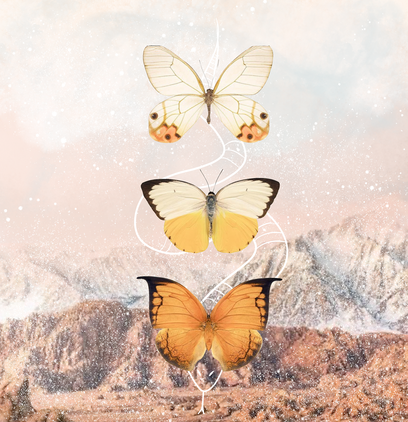 Papillon
